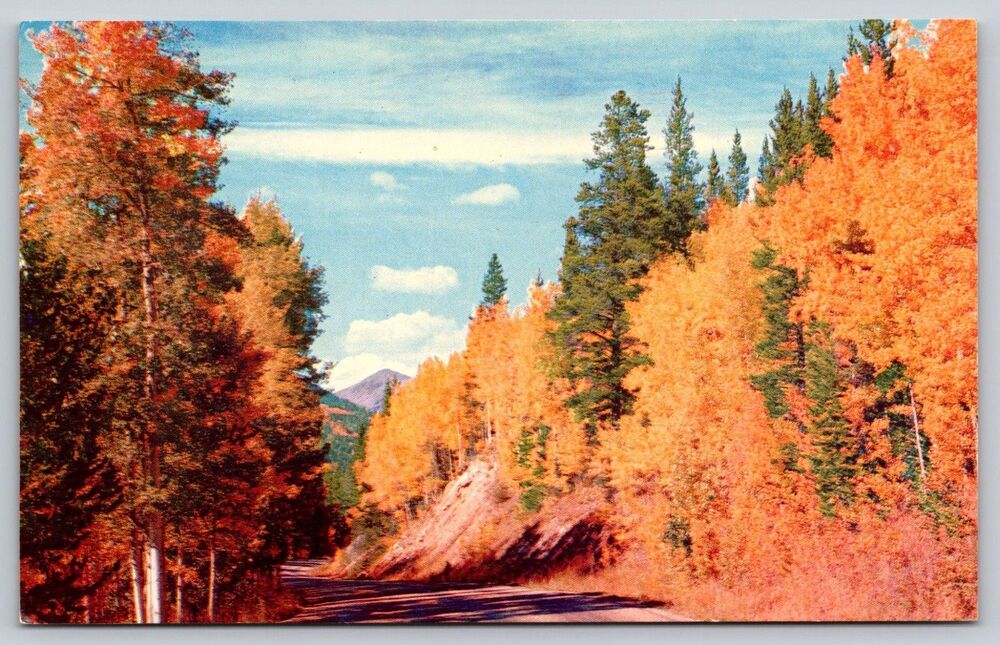 Postcard Mountain Roadway Through The Aspens Fall Autumn Leaves Vintage c1960s